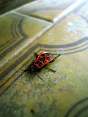 Böcek (Pyrrhocoris apterus )