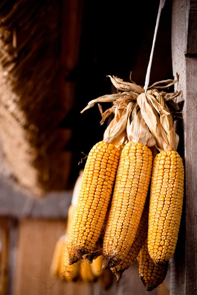 stock image Corn cobs