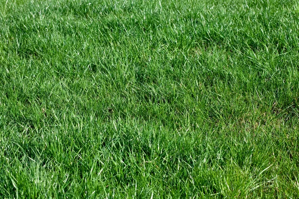 Pole trawa — Zdjęcie stockowe