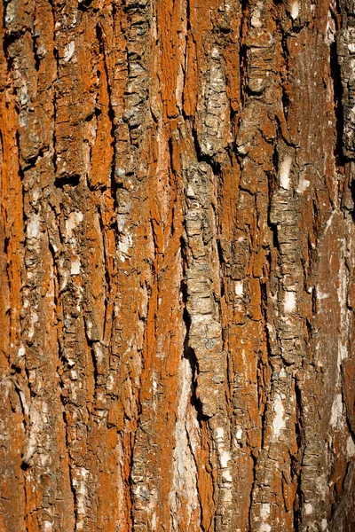Casca de árvore enferrujada — Fotografia de Stock