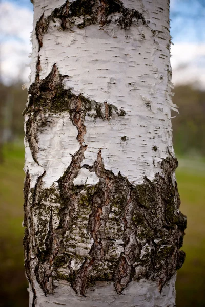 バーチ樹皮のテクスチャー — ストック写真