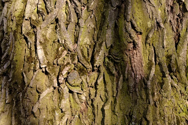 Träd bark struktur — Stockfoto