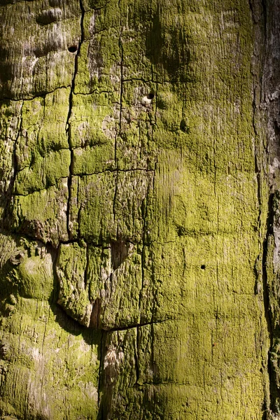 Green wood — Stock Photo, Image