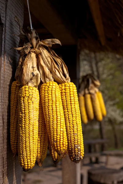 stock image Dry yellow corn cobs