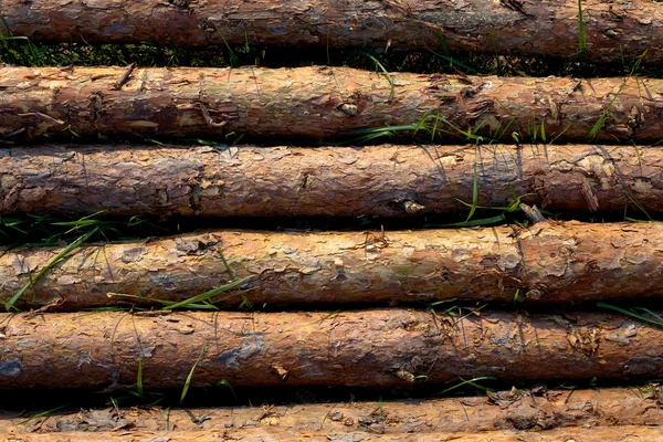 Pine wood stack — Stock Photo, Image