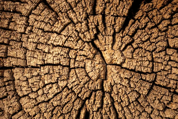 Struttura del legno tagliato — Foto Stock