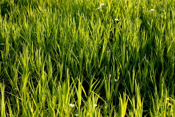 stock image Green grass