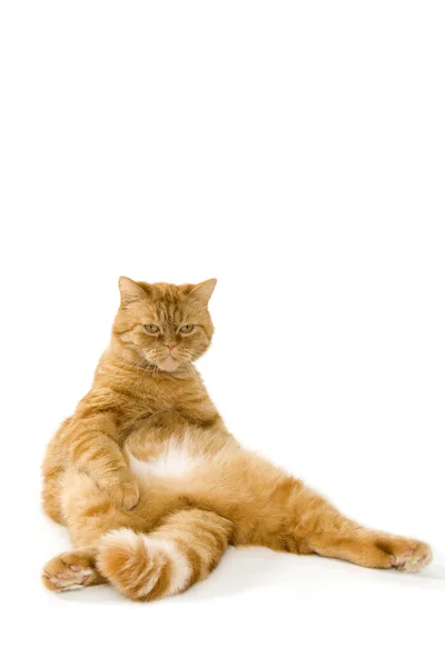 Ленивая красная кошка расслабляется — стоковое фото