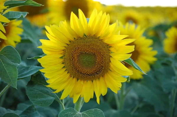 stock image Sunflower