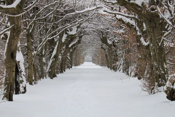 stock image Snowy sidewalk with trees