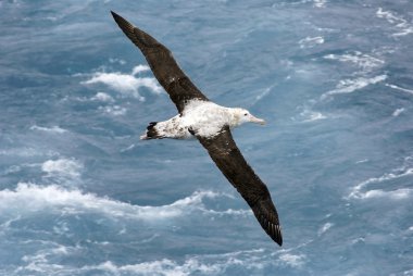 Wandering Albatross In Flight clipart