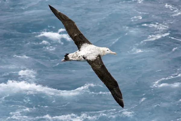 Wandering albatross in vlucht — Stockfoto