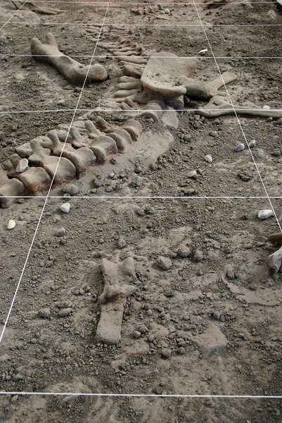 Δεινόσαυρος σκάβουν — Φωτογραφία Αρχείου