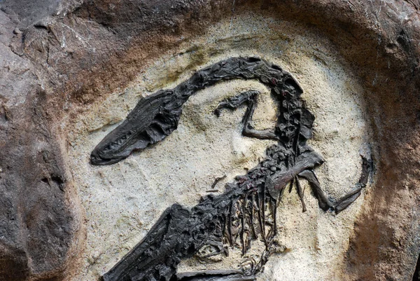 化石 — ストック写真