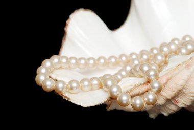 Strand of cream colored pearls in shell clipart