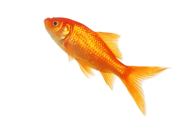 고립 된 황금 물고기 — 스톡 사진