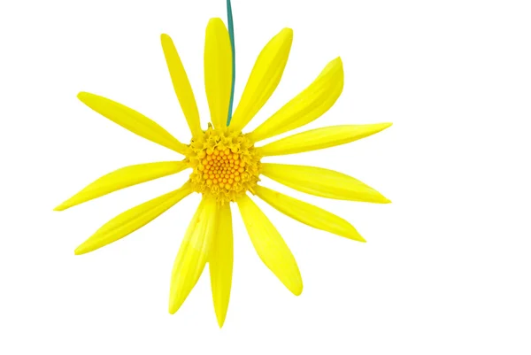 孤立的绿色阔叶的 euryops 花 — 图库照片