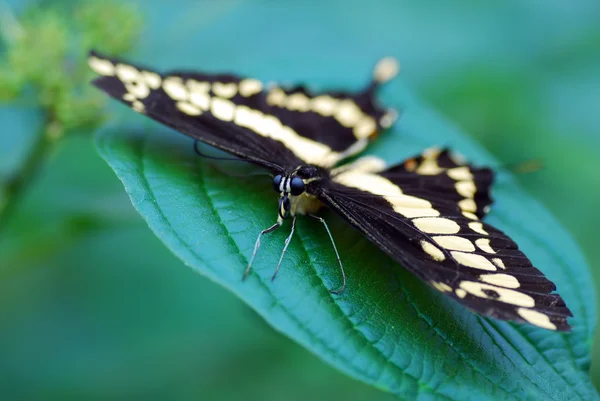 Motyl ogon jaskółki — Zdjęcie stockowe