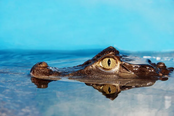 Aligator głowę zbliżenie — Zdjęcie stockowe