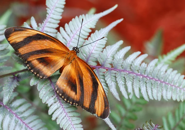 Butterfly on fern — Stock Photo, Image