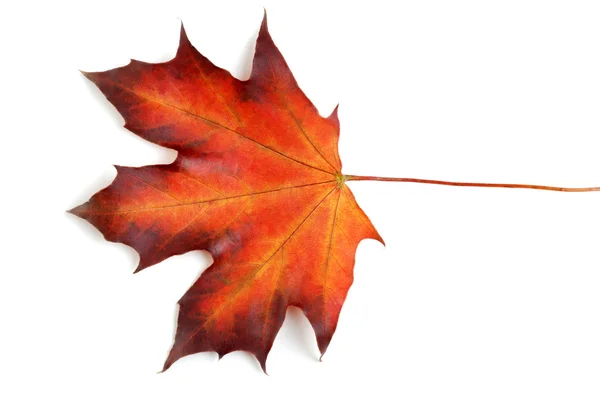 加拿大枫叶金币在秋天 — 图库照片