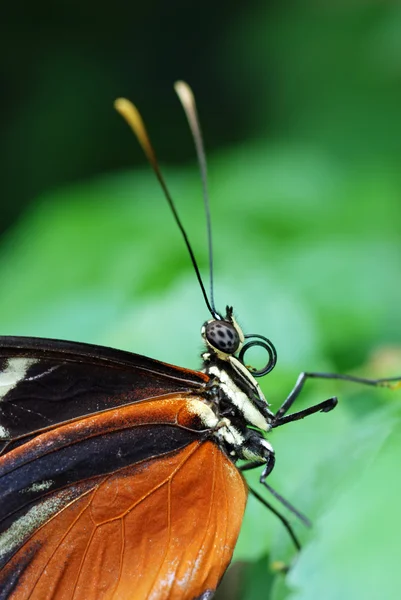 Метелик крупним планом — стокове фото