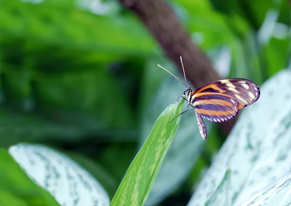 Butterfly on a leaf tip — Stock Photo, Image