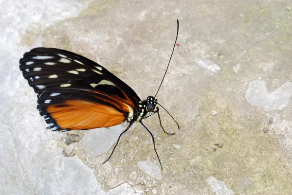 Butterfly on a rock — Stock Photo, Image