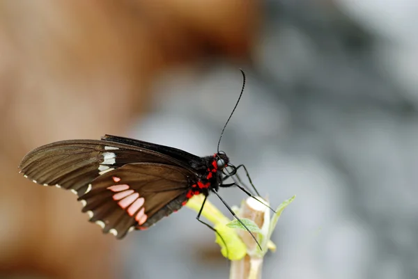 Метелик на гілці — стокове фото