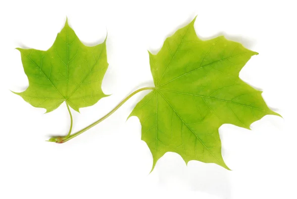 Two isolated young maple leaves — Stock Photo, Image