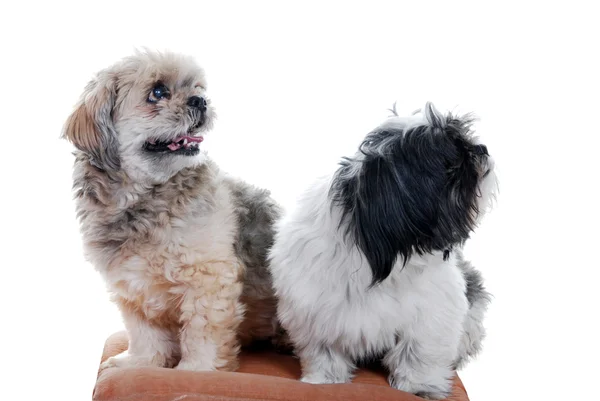 Two lhasa apso dogs — Stock Photo, Image