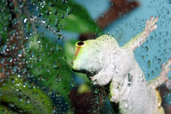 Fehér és zöld gecko hangsúly a szem — Stock Fotó