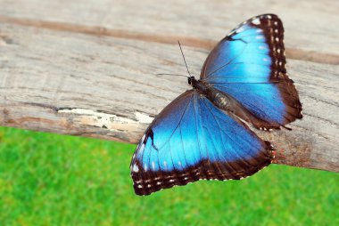 Blue butterfly on wood clipart