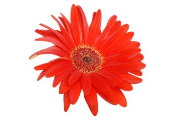 renkli kırmızı gerbera papatya