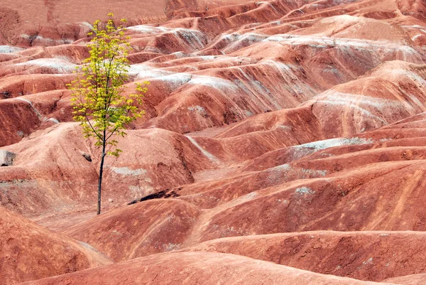 Stock image Badlands with tree