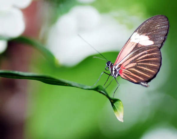 Чорно-оранжевий метелик стоячий лист — стокове фото