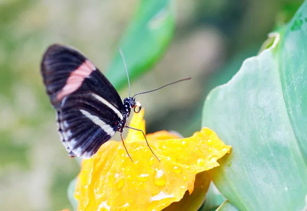 Czarny motyl na żółtym kwiatku — Zdjęcie stockowe