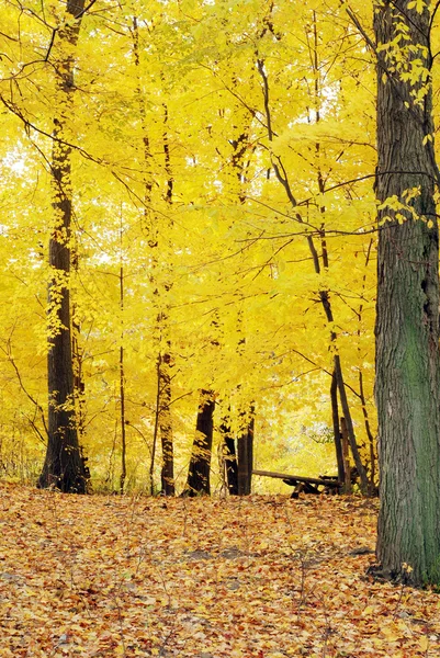 Colorful yellow trees — Stock Photo, Image