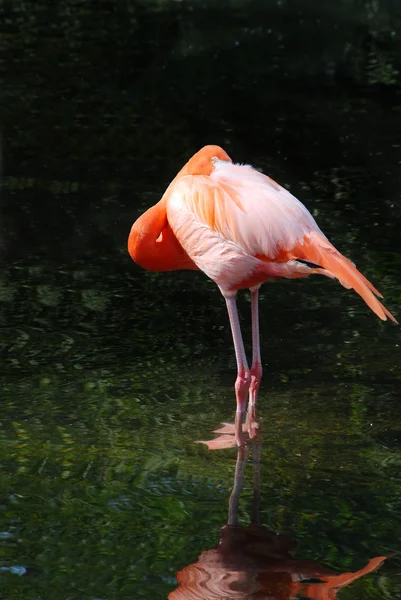 Tek pembe flamingo ayakta su