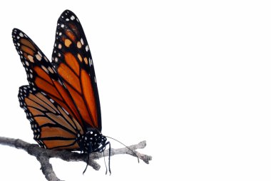 Monarch butterfly on a branch Isolated clipart