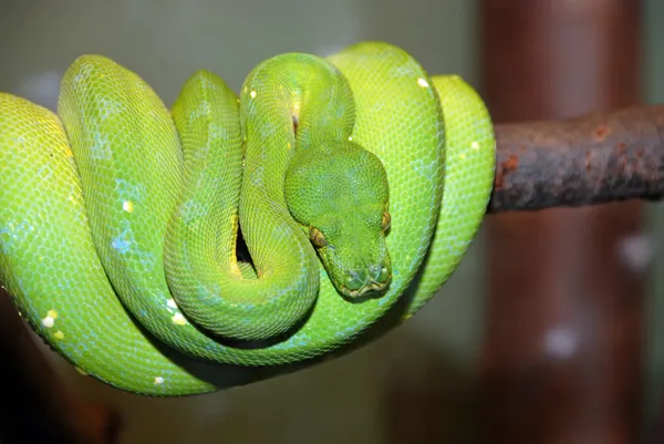 緑の木のパイソンヘビ — ストック写真