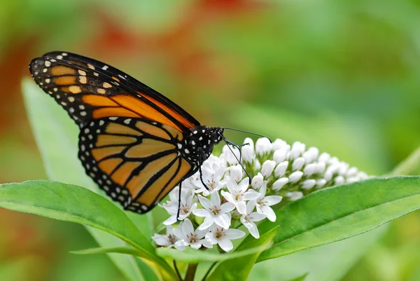 Borboleta monarca — Fotografia de Stock