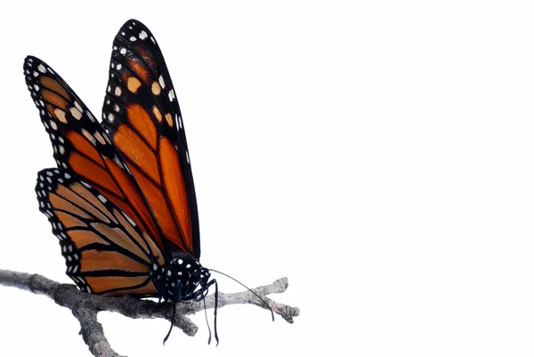 Farfalla monarca su un ramo isolato — Foto Stock