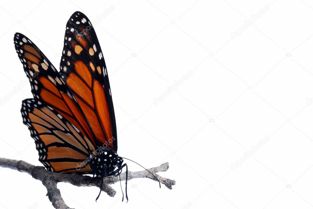 Monarch butterfly on a branch Isolated