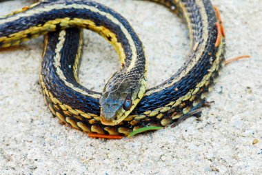 Garter snake on sand clipart