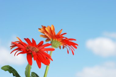 gerbera papatya çiçekleri ile gök