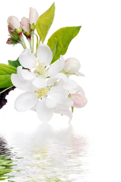 Flowering apple tree with water — Stock Photo, Image