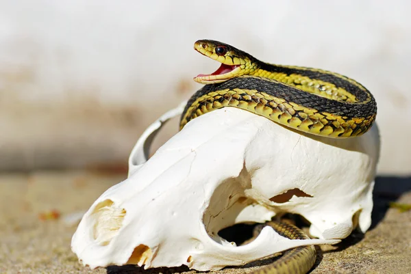 Giarrettiera Serpente su un teschio di volpe — Foto Stock