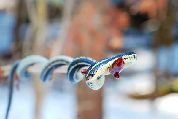 Подвязка Змея на ветке дерева — стоковое фото