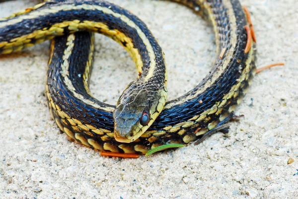 Καλτσοδέτα φίδι στην άμμο — Φωτογραφία Αρχείου
